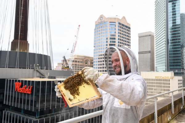 Swissotel Sydney house a sustainable beehive on the hotel's rooftop