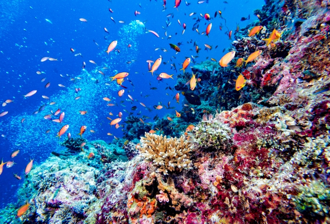 scuba diving in the Maldives