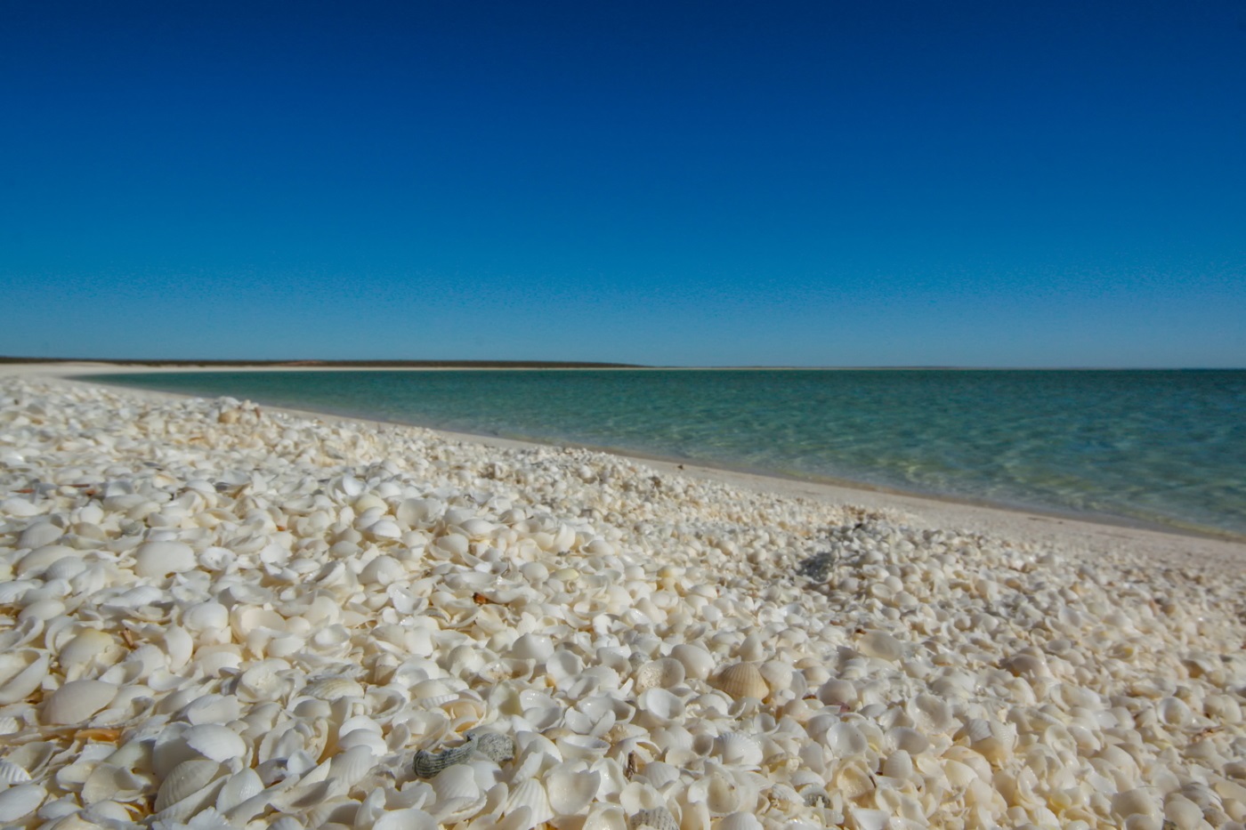 shell-beach-australia