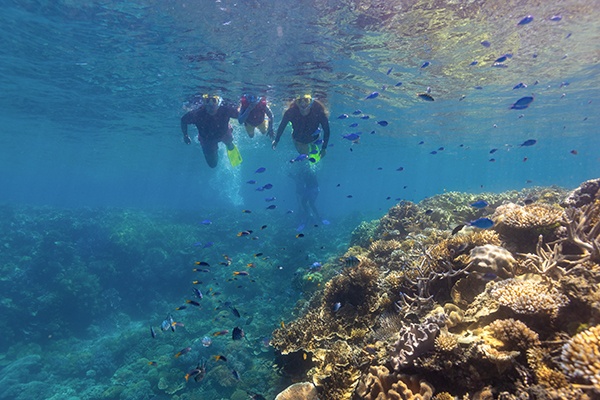 Sunlover Reef Cruises - family snorkelling 