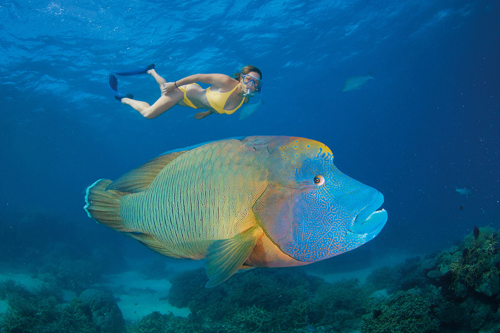 The Great Barrier Reef - Tourism Port Douglas and Daintree