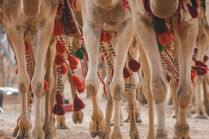 Top 5 Traditional Festivals in Saudi Arabia | Accor