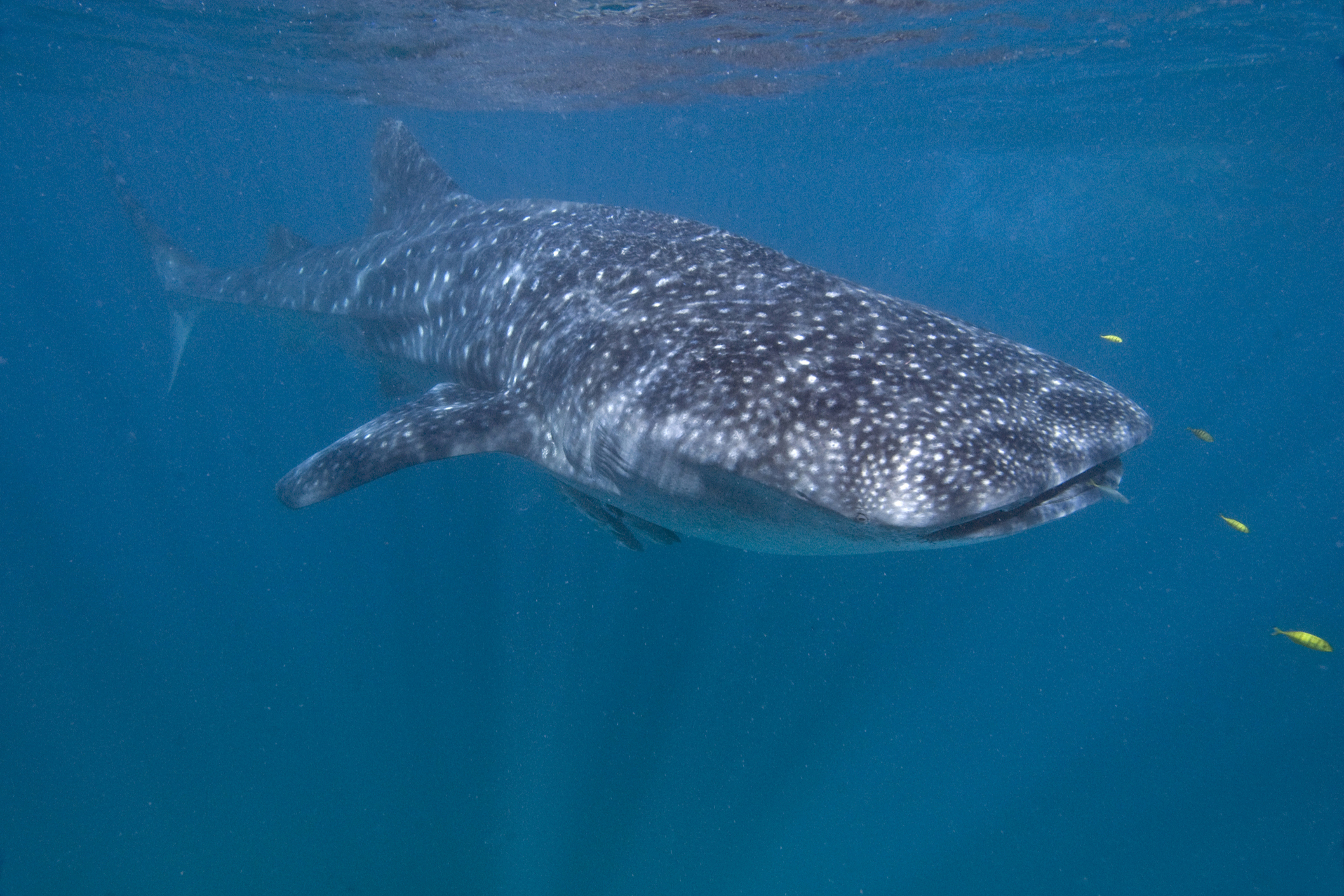 Whale Shark