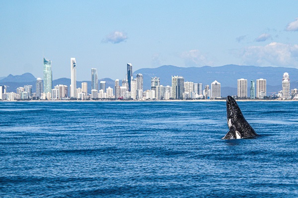A whale breaching up out of the water at the Gold Coast