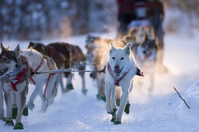 dog sledding