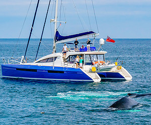 Whale watching in Hervey Bay & Fraser Island – how to see these gentle giants
