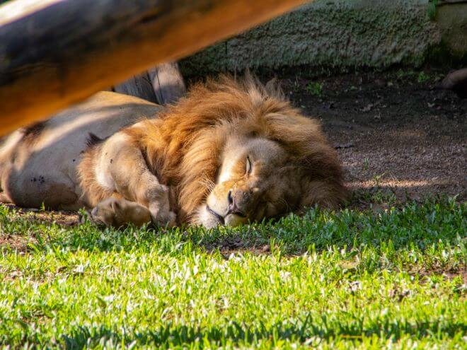Leão deitado na grama dormindo no zoológico de Pomerode SC