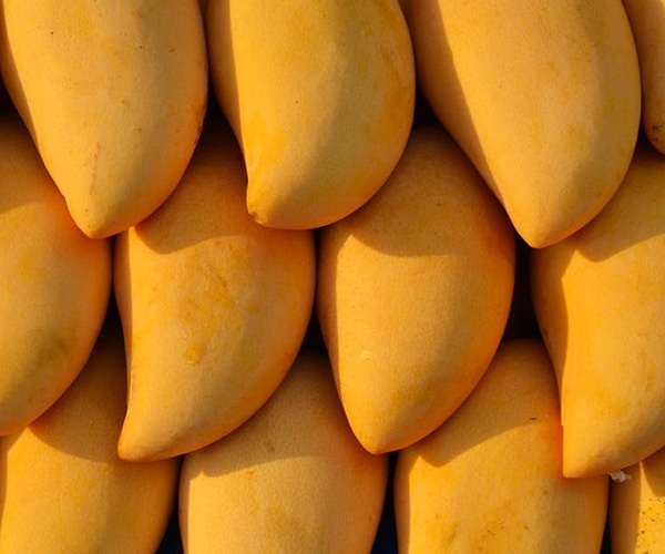 darwin mango madness