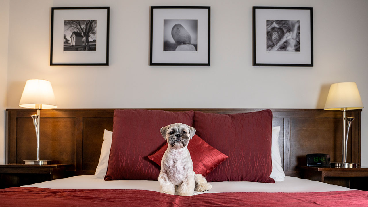 Luxury Pet-Friendly Hotels In Australia - View Retreats